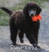 A photo of Masdo's Diadora, a silver standard poodle