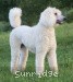 A photo of Sunridge Sweet Dreamz in the Moonlight, a white standard poodle