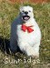 A photo of Rock, a white standard poodle