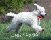 A photo of Blake, a white standard poodle