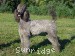 A photo of Sunridge Warrior Princess, a silver standard poodle