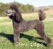 A photo of Sunridge Midnight Sonata, a blue standard poodle