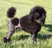 A photo of Sandpipers Cruisn For A Bruisn, a black miniature poodle