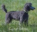 A photo of Prairieland Sky Rocket Delight, a silver standard poodle