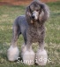 A photo of Prairieland I Got You Babe, a silver standard poodle