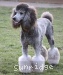 A photo of Mithril Rockin The Prairieland, a silver standard poodle