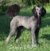 A photo of Sunridge Untouchable Twilight Dream, a silver standard poodle