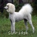 A photo of Sunridge Impressive Dreamz, a cream standard poodle