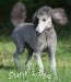A photo of Mithril Kelly Girl On Water Hill, a silver standard poodle