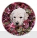 A photo of Sasha, a white standard poodle