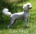 A photo of Sunrige Vision of Moonlight Dymonds, a white standard poodle