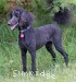 A photo of Sunridge Impressive Twilight Dream, an abstract blue standard poodle