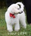 A photo of Sunridge Unforgettable Moonlight Prince, a white standard poodle