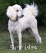 A photo of Penelope, a white standard poodle
