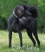 A photo of Sunridge Gallant Night Warrior, a blue standard poodle
