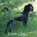 A photo of Sunridge Gallant Night Warrior, a blue standard poodle