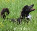 A photo of Welcom, a blue standard poodle