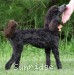 A photo of Sunridge Princess of the Night, a blue standard poodle