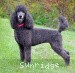 A photo of Sunridge Blue Lace Masterpiece, a blue standard poodle