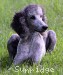 A photo of Sunridge Untouchable Midnight Princess, a silver standard poodle