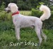 A photo of Prince In The Sky, a white standard poodle