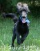A photo of Baldwin, a blue standard poodle puppy