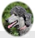A photo of Sunridge Crystal Princess, a silver standard poodle