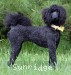 A photo of Sunridge Unforgettable Moonlight Princess, a blue standard poodle