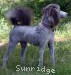 A photo of Sunridge Unforgettable Midnight Dreamz, a silver standard poodle