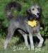 A photo of Pria (Yvette), a silver standard poodle