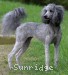 A photo of Sunridge Vision of a Twilight Princess, a silver standard poodle
