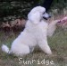 A photo of Toulouse, a white standard poodle