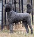 A photo of Sunridge Unforgettable Dreamz of Paris, a blue standard poodle