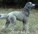 A photo of Mithril Asher In The Sky, a silver standard poodle