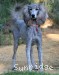 A photo of Sunridge Piper's Perle Skye, a silver standard poodle