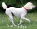 A photo of Masdo's Victor, a white standard poodle