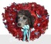 A photo of Rafael, a silver standard poodle puppy