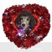A photo of Dublin, a silver standard poodle puppy