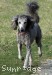 A photo of Sunridge Princess Of The Midnight Sky, a silver standard poodle