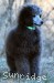 A photo of Grover, a silver standard poodle puppy