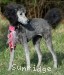 A photo of Philomena, a silver standard poodle puppy