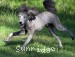 A photo of Brigadier "Briggs", a silver standard poodle puppy