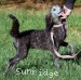 A photo of Panna, a silver standard poodle puppy