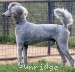 A photo of Mithril Asher In The Sky, a silver standard poodle