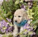 A photo of Mythri, a white standard poodle puppy