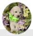A photo of Gregory, a white standard poodle puppy