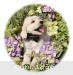 A photo of Braedon, a white standard poodle puppy