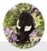 A photo of Willow, a black standard poodle puppy