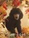 A photo of Amandi Echos In The Birdpatch, a silver standard poodle