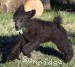 A photo of Judah, a blue standard poodle puppy